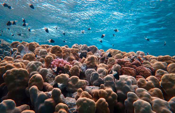 tutela biodiversità sottomarina