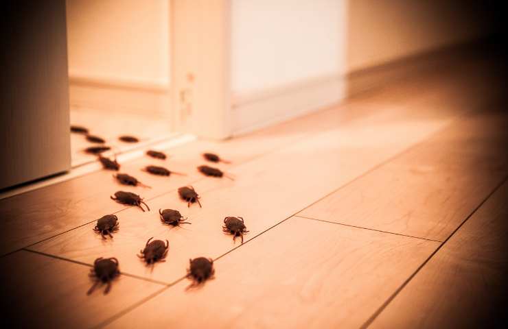 scarafaggi tra insetti più longevi