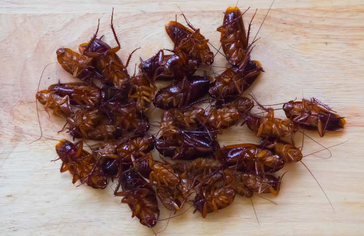 scarafaggi tra insetti più longevi