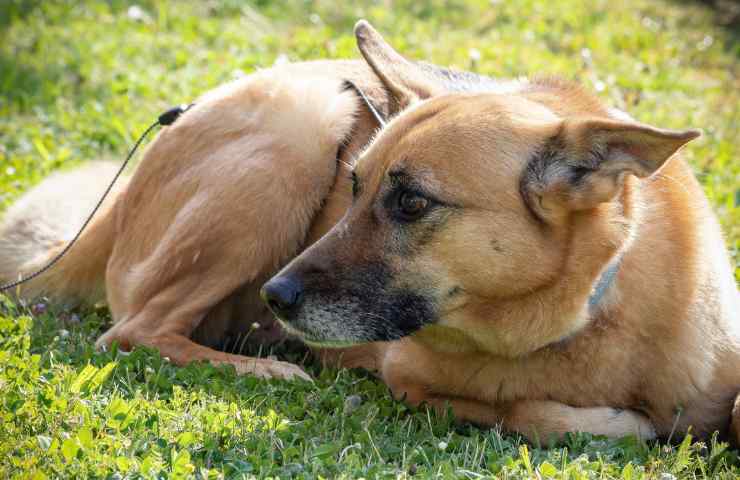 chinook cane da apparamento