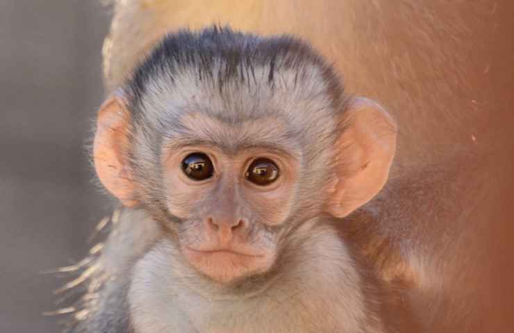 scimmie che vengono maltrattate per esperimenti