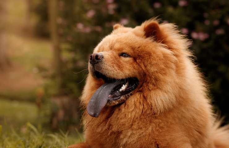 Chow Chow comportamento