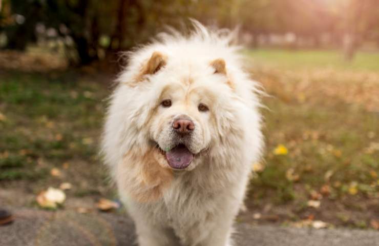 Chow Chow caratteristiche cane