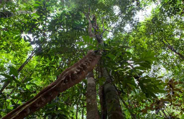 amazzonia albero più alto