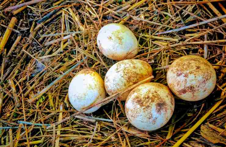 cucciolo pavone esce dalle uova