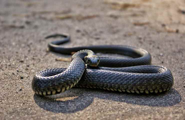 vipera colore e pericolosità