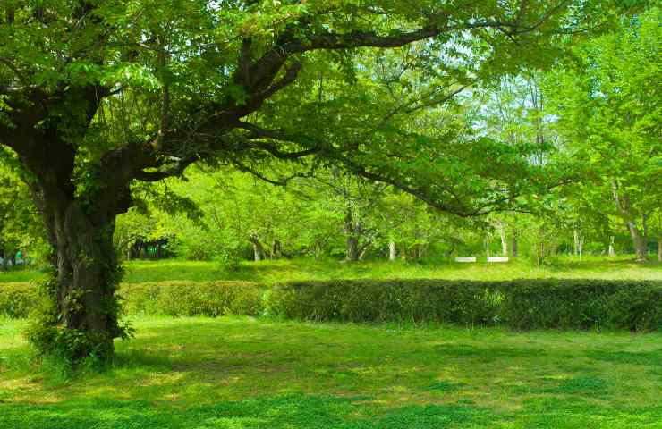 giardino alberi ossigeno