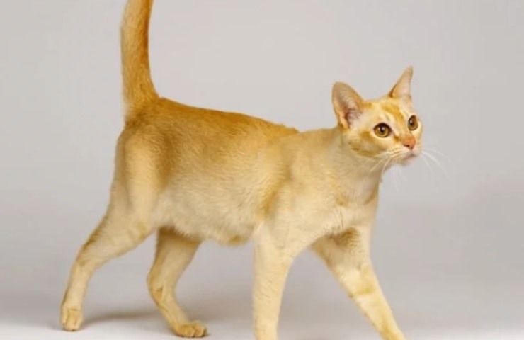 gatto di Ceylon caratteristiche