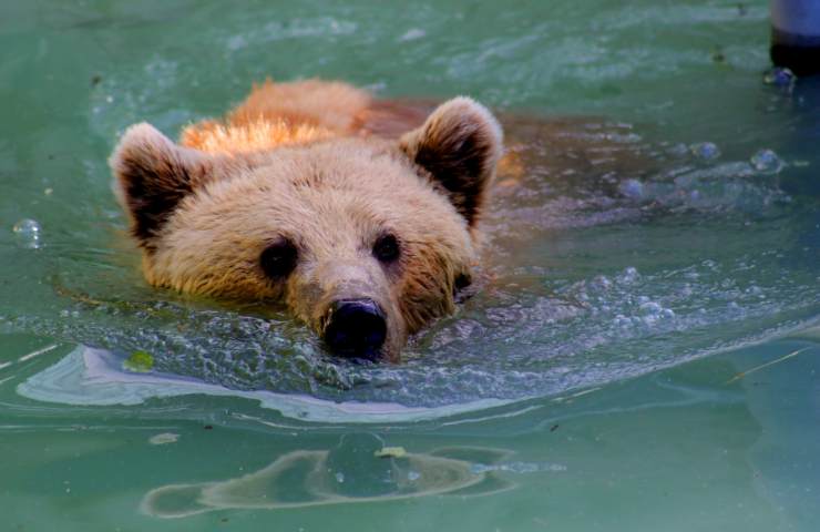 orso che nuota spiaggia del Golfo del messico