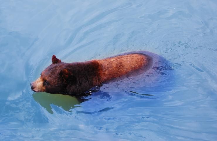 orso che nuota spiaggia del Golfo del messico