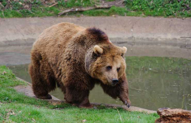 orso passeggia per le strade di Arco