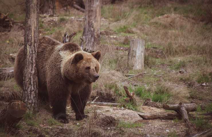 orso passeggia per le strade di Arco