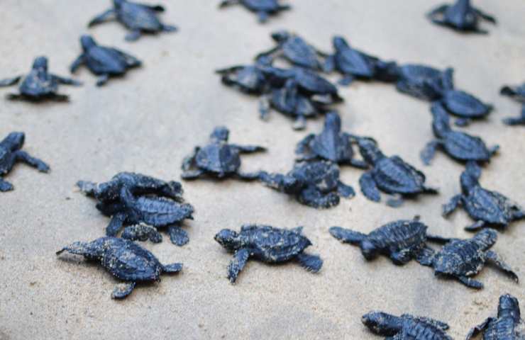 tartarughe marine in pericolo attività antropica