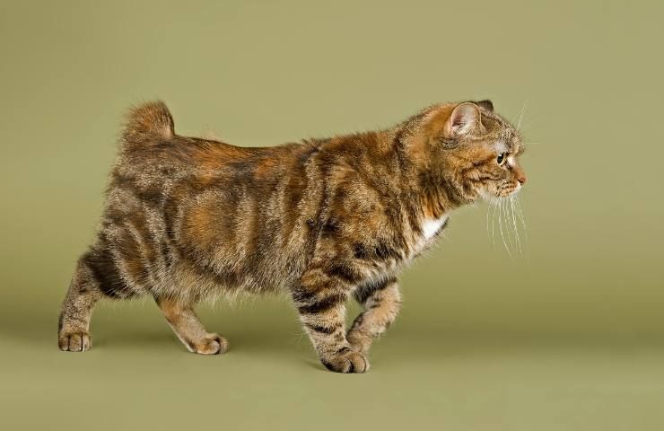cymric gatto senza coda
