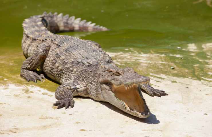 coccodrillo che spaventa la vittima