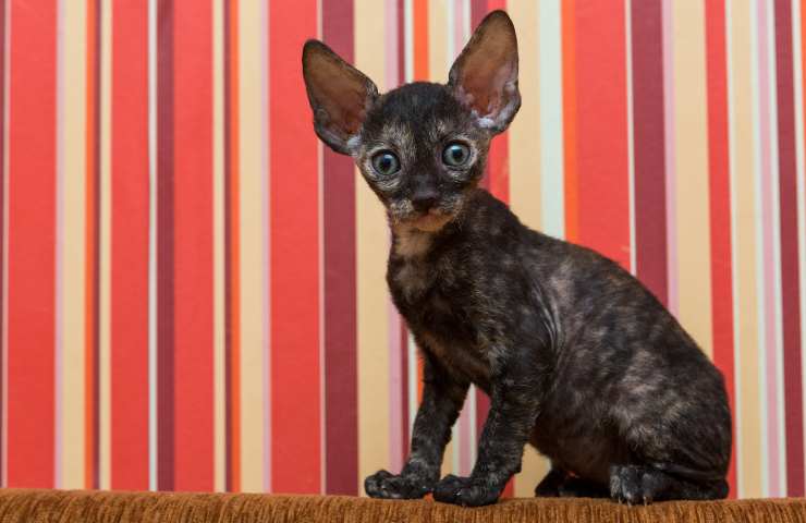 cornish rex caratteristiche