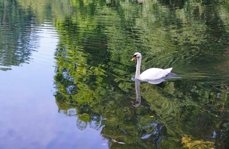 cigno in pericolo