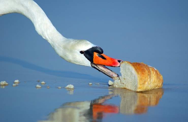 cigno distratto dal cibo