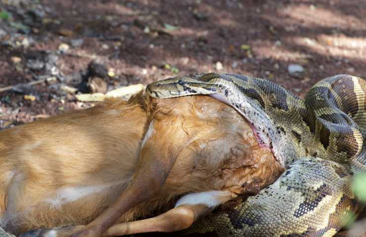 serpente ingoia animale