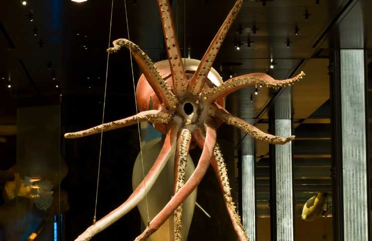 calamaro gigante capodoglio