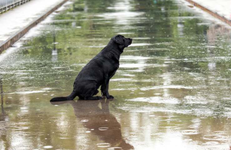 video cane sente il tuono