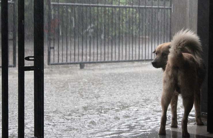 video cane che ha paura della pioggia