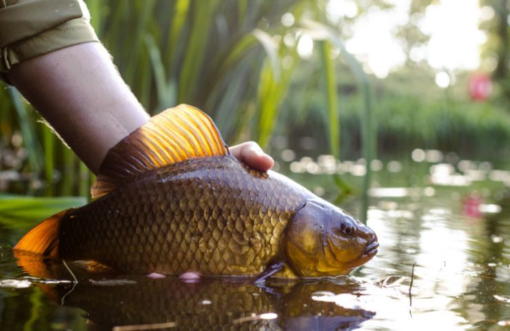 carpa alimentazione