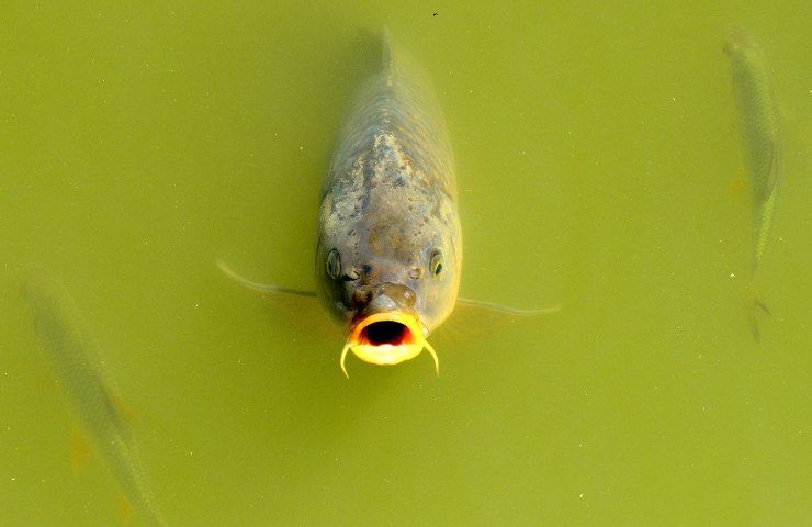 carpa habitat