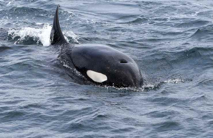 orca liberata dopo essere incastrata tra le rocce