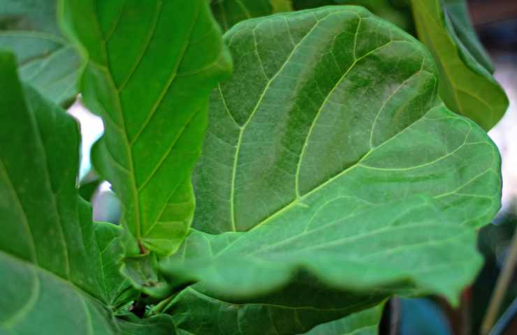 ficus purifica l'aria