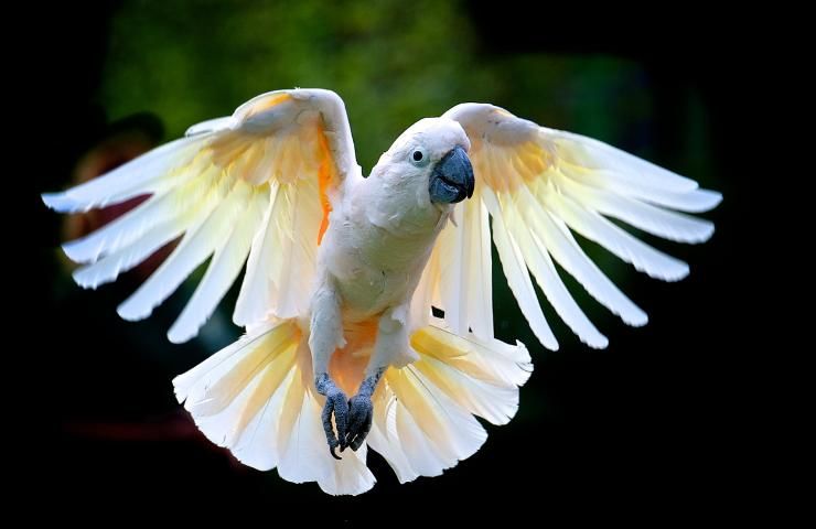 cacatua carattere