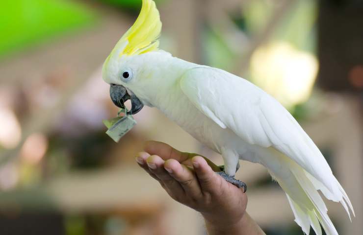 cacatua cosa mangia