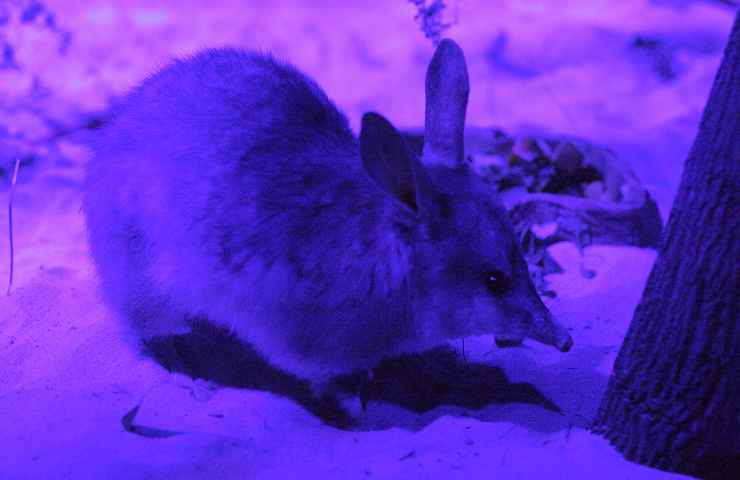 bilby gestazione