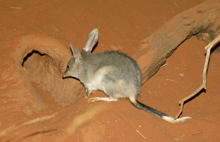 bilby specie estinzione