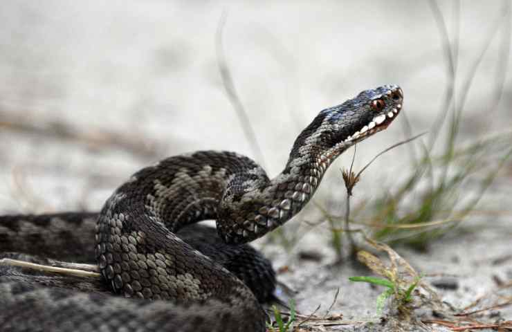 vipera come si distingue dagli alri serpenti