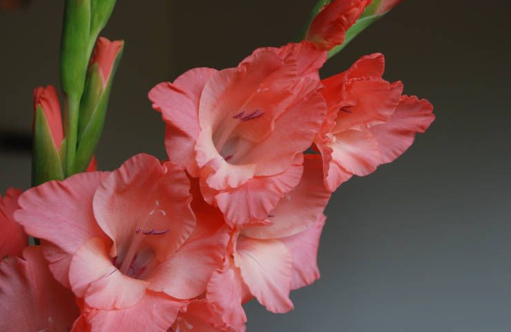 Gladioli fiori balcone terreno come coltivare