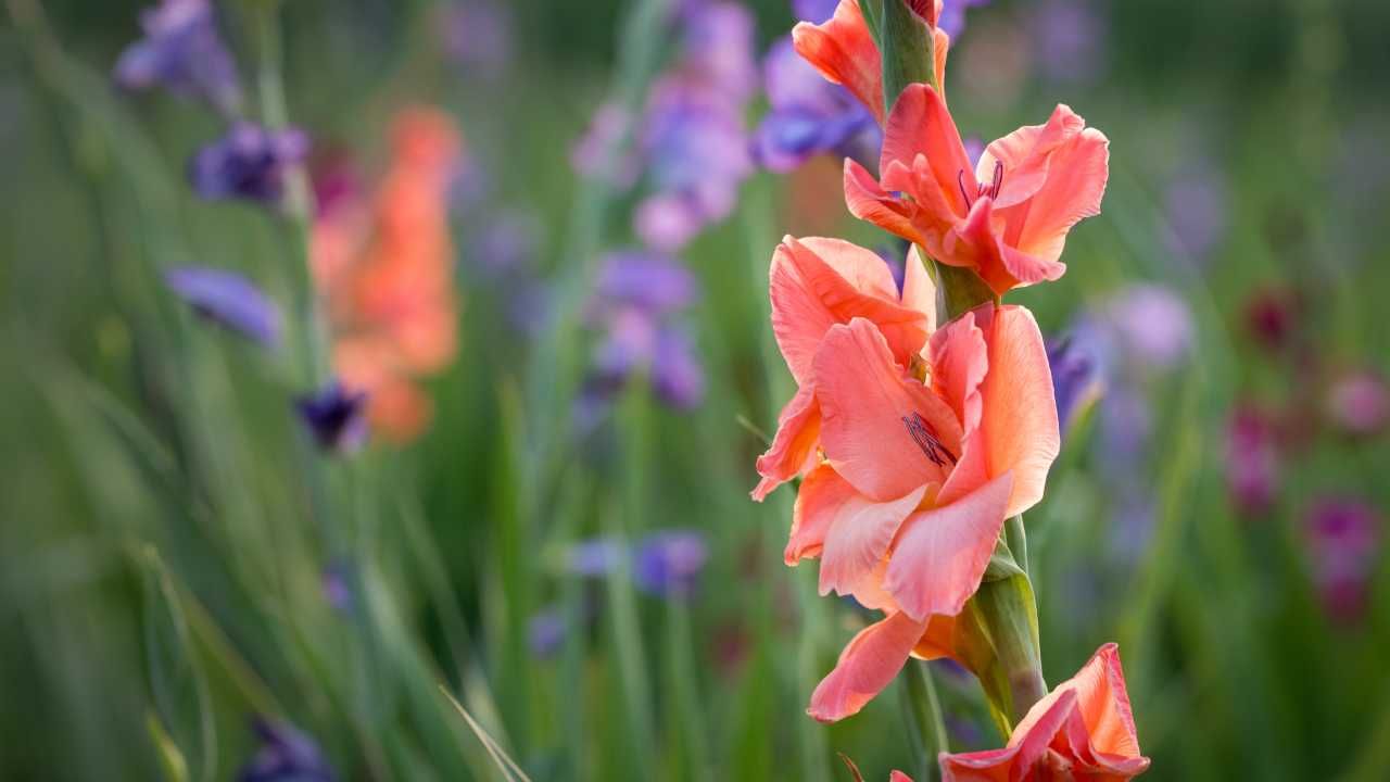 Come coltivare gladioli