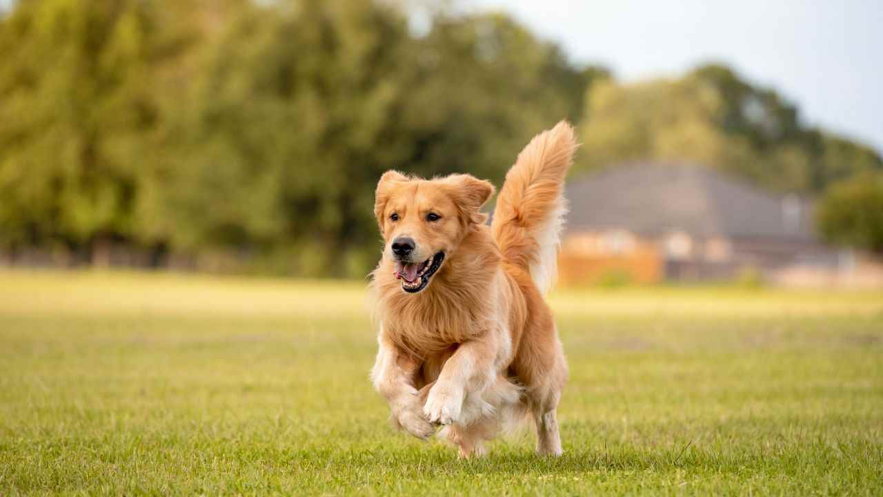 Golden Retriever stringe peluche 