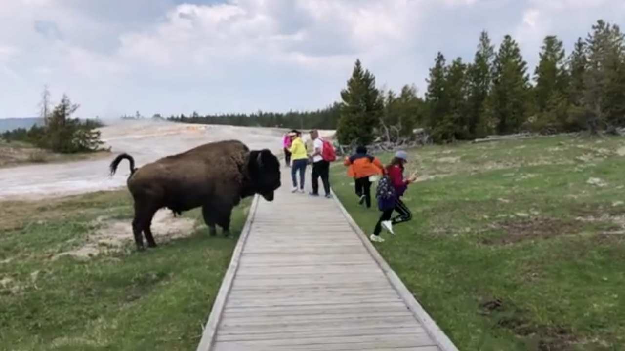 bisonte quanto pesa