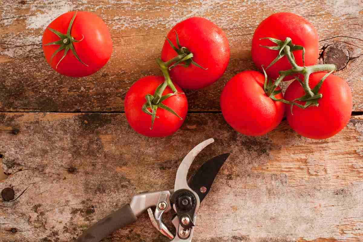 I pomodori vanno potati: ti spieghiamo quando e come