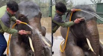 Il momento della “doccia” del grande animale lo vogliono vedere tutti: il VIDEO