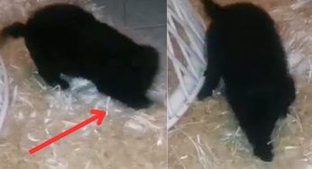 Il tenerissimo cucciolo non ha mai visto un tappeto: guarda cosa fa appena ne scopre uno – VIDEO