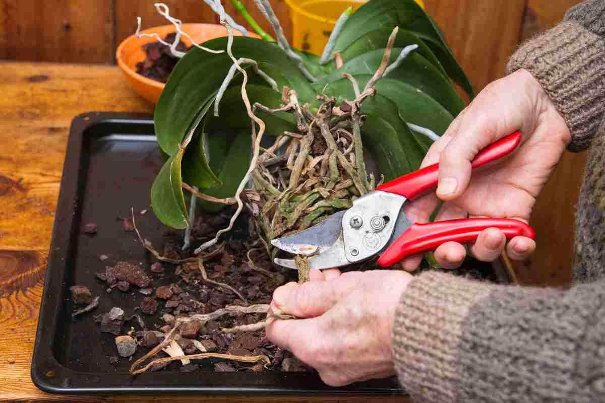 Il metodo semplice per salvare le orchidee con le radici secche