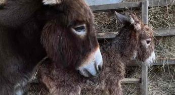 Il piccolo asino ritrova la sua mamma: scena da brividi – VIDEO