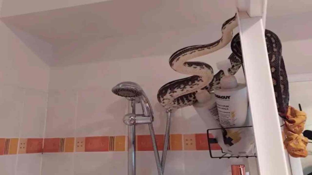 "Ero seduto sul water", si ritrova un pitone nel posto più impensabile