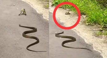 Il serpente insegue la rana che non si arrende: il VIDEO