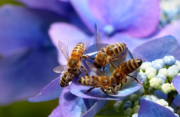 perché le api sono importanti in natura