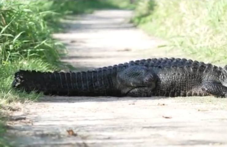 coccodrillo senza zampa