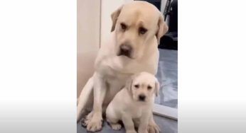 Una mamma protegge sempre suo figlio! La reazione di questa labrador spiega tutto – VIDEO