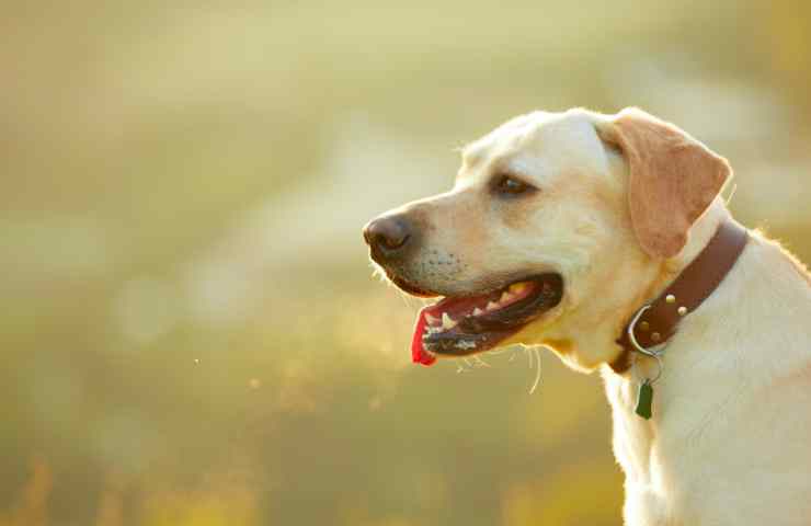 Cane si ferma incrocio video